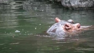 4K yaygın su aygırı başını tatlı su gölünden çıkarıyor. Vahşi su aygırları su birikintisinde yüzüyor. Hippopotamus amfibik Afrika 'dan yarı su memelisidir. Hippopotamidae-Dan Ailesi