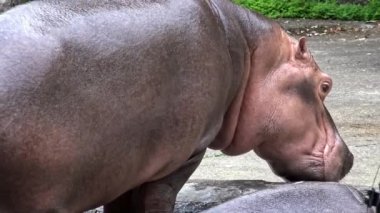 4K. Sıcak yaz günü hayvanat bahçesinde sudan çıkan su aygırlarına yakın bir yerde. Hippopotamus amfibik ya da suaygırı, Sahra altı Afrika 'da yaşayan yarı su memelisidir. Hippopotamidae-Dan Ailesi