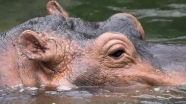Sık rastlanan su aygırları, vahşi doğada sıcak bir yaz gününde göl suyunda yıkanır. Hippopotamus amfibik ya da suaygırı, Sahra altı Afrika 'da yaşayan yarı su memelisidir. Hippopotamidae-Dan Ailesi