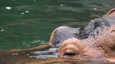 Yakın plan ortak su aygırları doğanın doğal sularında banyo yapar. Su aygırı gölette yüzer. Hippopotamus amfibik yarı-suda yaşayan bir memeli türüdür. Hippopotamidae-Dan Ailesi