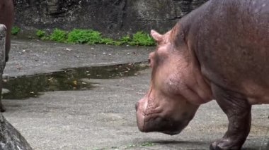 4K. Sıcak yaz günü hayvanat bahçesinde sudan çıkan su aygırlarına yakın bir yerde. Hippopotamus amfibik ya da suaygırı, Sahra altı Afrika 'da yaşayan yarı su memelisidir. Hippopotamidae-Dan Ailesi