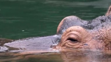 Yakın plan ortak su aygırları doğanın doğal sularında banyo yapar. Su aygırı gölette yüzer. Hippopotamus amfibik yarı-suda yaşayan bir memeli türüdür. Hippopotamidae-Dan Ailesi