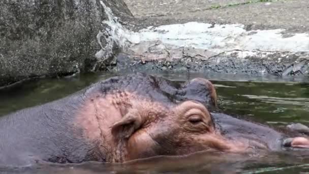 Close Hipopotam Bierze Kąpiel Wodzie Jeziornej Przyrody Hipopopotam Pływa Stawie — Wideo stockowe