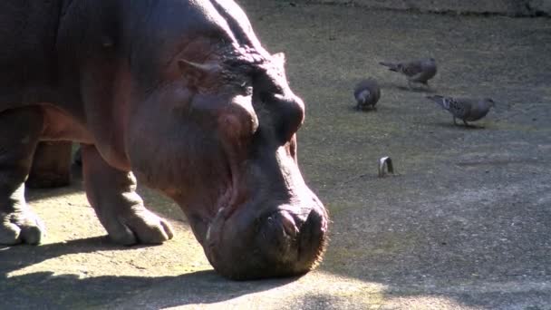 Hipopótamo Común Está Comiendo Zoológico Hipopótamo Alimenta Hippopotamus Amphibius Mamífero — Vídeos de Stock