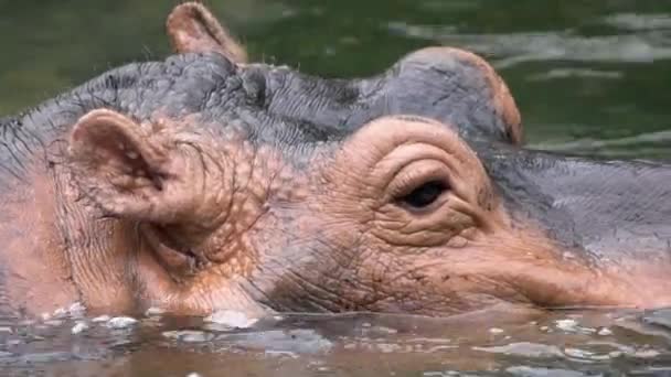 Common Hippopotamus Take Bath Lake Water Day Hot Summer Nature — Stock Video