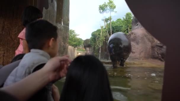 Taiwan Outubro 2017 Crianças Olhando Divertindo Com Pygmy Hippo Tomar — Vídeo de Stock