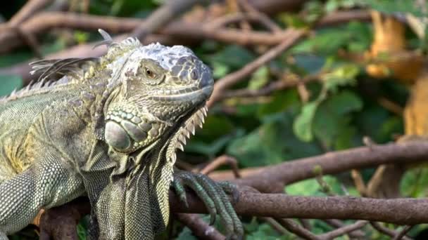 Slow Motion Close Huge Green Iguana Standing Branch Tree Rainforest — Vídeos de Stock