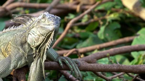 Slow Motion Close Huge Green Iguana Standing Branch Tree Rainforest — стоковое видео