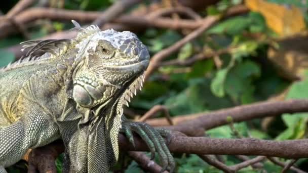 Primer Plano Una Enorme Iguana Verde Está Pie Descansando Sobre — Vídeo de stock