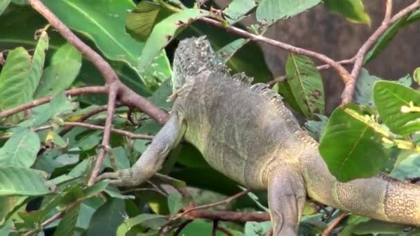 巨大的绿伊瓜纳正在热带雨林的树枝上吃树叶 美洲鬣蜥是一种大型的树栖蜥蜴 膨胀的热带动物物种 森林中的野生动植物 — 图库视频影像