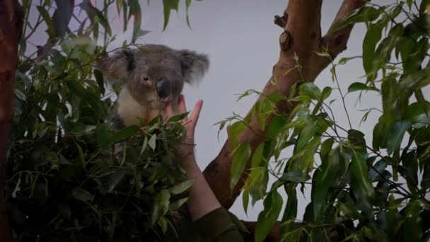 ゆっくりと病気のコアラに薬を与える獣医師の動き ユーカリの木の上にPhascolarctos Cinereusを世話してください 口を通して医師の供給薬の手 動物病ダンの概念 — ストック動画