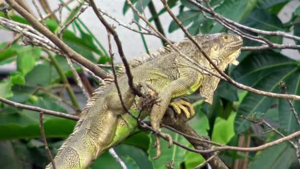 Primo Piano Enorme Iguana Verde Piedi Poggia Ramo Albero Nella — Video Stock