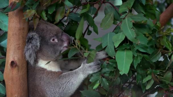 Slow Motion Cute Koala Eating Green Leafs Eucalyptus Tree Woodlands — Stock Video