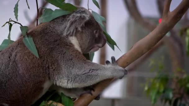 Slow Motion Cute Koala Climbing Eucalyptus Tree Green Leafs Woodlands — Stock Video