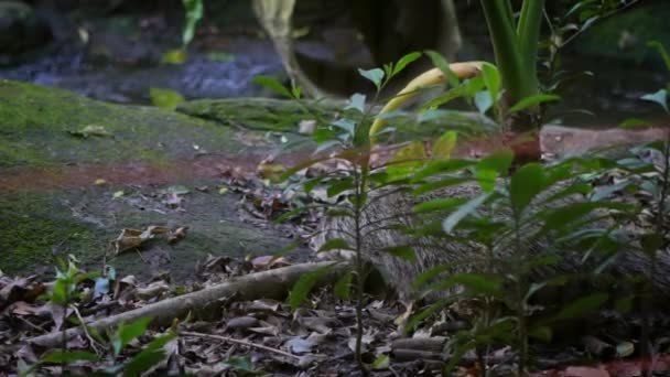 Le soir, la mangouste mangeuse de crabe mange une souris blanche dans la nature sauvage. Herpestes urva est une espèce de mangouste d'Asie. L'animal se nourrit dans la forêt du zoo. Dan ! 