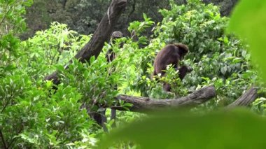 4K, Lar Gibbon ormandaki ağaç dallarında dinleniyor. Vahşi bir Hyloves Lar yağmur ormanlarında sallanıyor. Yağmur ormanlarındaki doğa yaban hayatı. Koyu kürklü beyaz elli bir şablon.