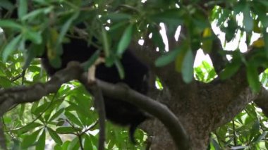 Siyah kürklü maymunun Yavaş Hareketi ağaç dallarında oturuyor. Vahşi Symphalangus syndactylus yağmur ormanlarında asılı duruyor. Doğada daha koyu kürklü ağaç Siamang Yağmur Ormanı - Dan
