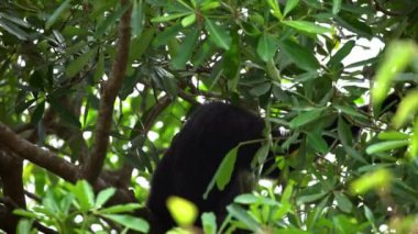 4K, siyah kürklü bir şablon ağaç dallarında oturuyor ve dinleniyor. Vahşi Symphalangus syndactylus yağmur ormanlarında asılı duruyor. Vahşi yaşam yağmur ormanlarında koyu kürklü ağaç Siamang.