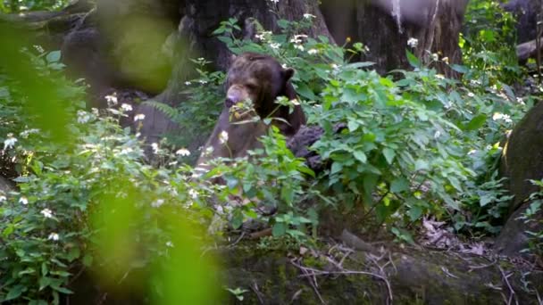 Slow Motion Sun Bear Pokazuje Swoje Potężne Szczęki Lesie Między — Wideo stockowe