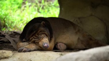 4K, Sun Bear hayvanat bahçesindeki kayaların ve ağaçların arasında uyuyor. Vahşi doğadaki Asya Bal Ayısı. Güneydoğu Asya-Dan tropikal orman ortamlarında yaşayan Helarctos malayanus türleri
