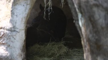 Yetişkin bir Formosa Kara Ayısı sıcak bir yaz gününde mağarada uyuyor, Ursus Thibetanus Formosanus