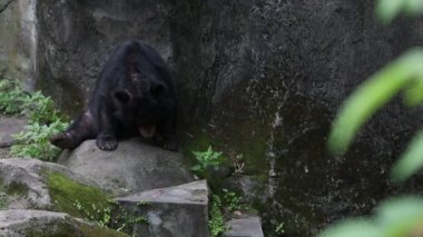 Yetişkin bir Formosa Black Bear sıcak bir yaz gününde bahçede kayanın üzerinde oturur, Ursus Thibetanus Formosanus hayvanat bahçesinde.