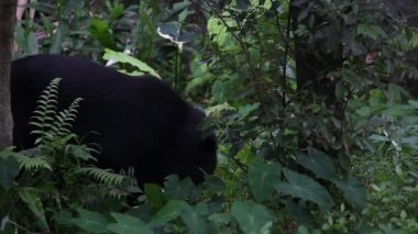 Yetişkin bir Formosa Kara Ayısı sıcak bir yaz günü ormana doğru yürürken, Ursus Thibetanus Formosanus tropikal orman-Dan