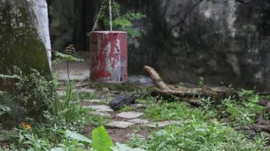 Yetişkin bir Formosa Black Bear yemek kabıyla oynuyor. Ursus Thibetanus Formosanus hayvanat bahçesinde yiyecek arıyor.