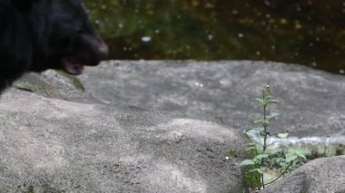 Erişkin Formosa Black Bear pençeleri sıcak bir yaz gününde kayanın üzerinde yürüyor, Ursus Thibetanus Formosanus-Dan