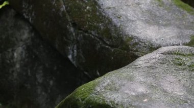 Erişkin Formosa Black Bear pençeleri sıcak bir yaz gününde kayanın üzerinde yürüyor, Ursus Thibetanus Formosanus-Dan