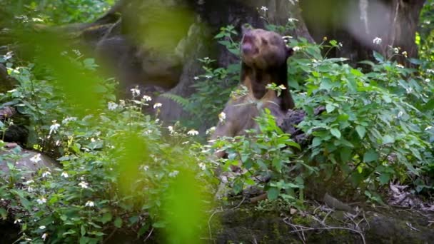 Slow Motion Sun Bear Mostrando Suas Poderosas Mandíbulas Floresta Entre — Vídeo de Stock