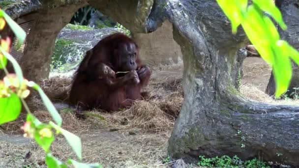 Mãe Bebê Orangotango Bornéu Descansando Dentro Caverna Zoológico Adulto Fêmea — Vídeo de Stock