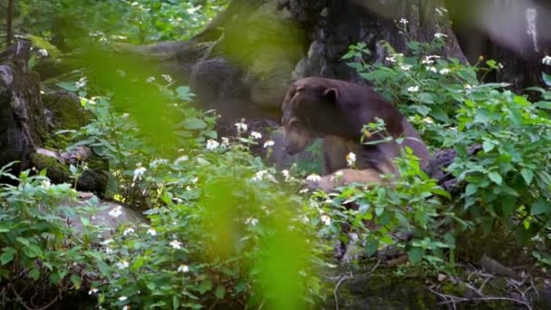 動物園の木々の間の森の中でのサンベアのスローモーション 自然の野生動物でアジアの蜂蜜クマ 東南アジア ダンの熱帯林生息地に生息するヘラルコス マラヤヌス種 — ストック動画