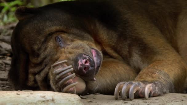 Повільний Рух Сонячного Ведмедя Спить Лісі Між Скелями Деревами Зоопарку — стокове відео