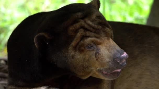 Pomalý Pohyb Slunečního Medvěda Spícího Lese Mezi Skalami Stromy Zoo — Stock video