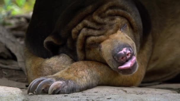 Slow Motion Sun Bear Durmiendo Bosque Entre Rocas Árboles Zoológico — Vídeos de Stock