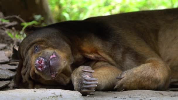 Slow Motion Sun Bear Durmiendo Bosque Entre Rocas Árboles Zoológico — Vídeo de stock