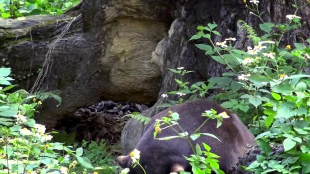 Sonnenbär Zeigt Seine Kräftigen Kiefer Wald Zwischen Bäumen Zoo Asiatischer — Stockvideo