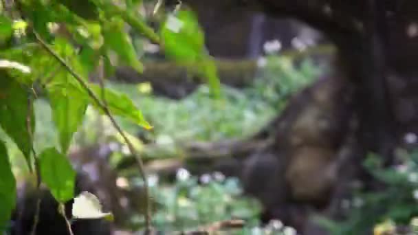 動物園の木々の間の森の中のサンベア 自然の野生動物でアジアの蜂蜜クマ 東南アジア ダンの熱帯林生息地に生息するヘラルコス マラヤヌス種 — ストック動画