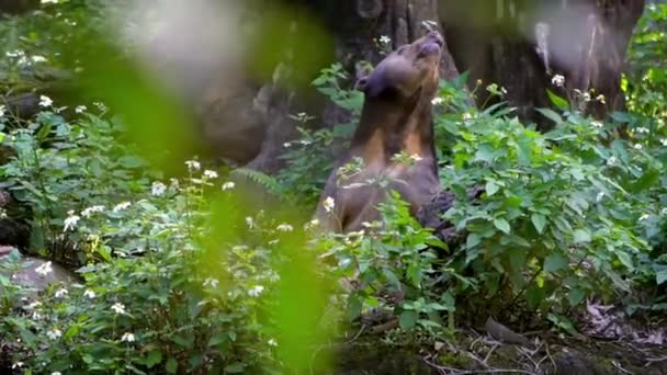 サンベアは動物園の木々の間の森の中でその強力な顎を示しています 自然の野生動物でアジアの蜂蜜クマ 東南アジア ダンの熱帯林生息地に生息するヘラルコス マラヤヌス種 — ストック動画
