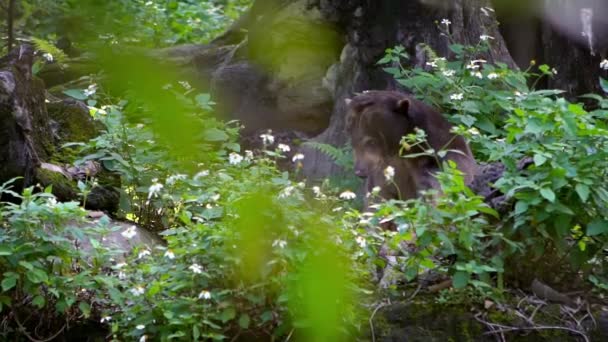 Urso Sol Floresta Entre Árvores Zoológico Urso Mel Asiático Natureza — Vídeo de Stock