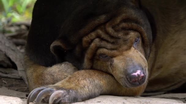 Зблизька Сонячний Ведмідь Спить Лісі Між Скелями Деревами Зоопарку Азійський — стокове відео