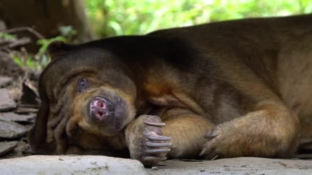 Närbild Sun Bear Sova Skogen Mellan Stenar Och Träd Zoo — Stockvideo