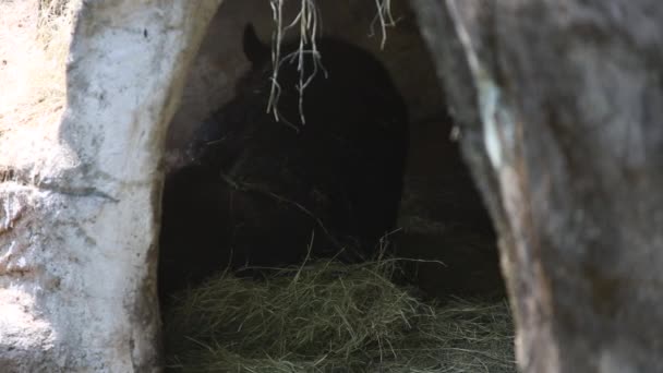 Ours Noir Adulte Formose Dormant Dans Grotte Lors Une Chaude — Video