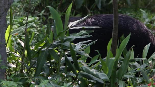 Orso Nero Adulto Formosa Camminare Foresta Con Fiori Giorno Caldo — Video Stock