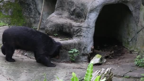 一只成年的福尔摩沙黑熊在炎热的夏天走在洞穴附近 在动物园里的Ursus Thibetanus Formosanus — 图库视频影像