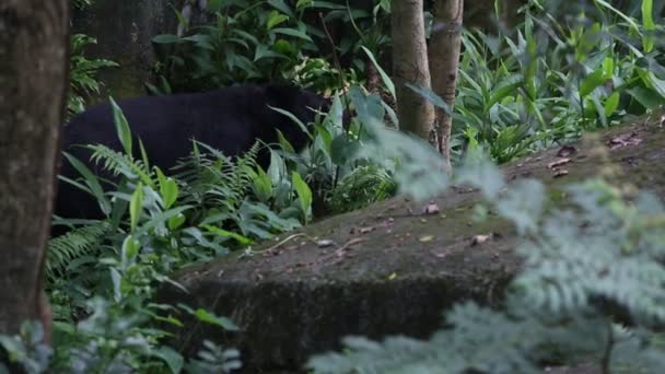夏の暑い日に森を歩く大人のFormosa Black Bear 熱帯ジャングルダンのUrsus Thibetanus Formosanus — ストック動画