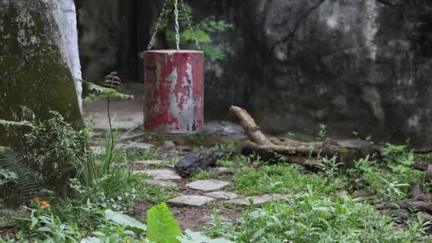 大人のフォルモサブラックベアは 食べるための食品容器と遊ぶ ウルス ティベタヌス フォルモサヌスが動物園ダンで食物を探す — ストック動画