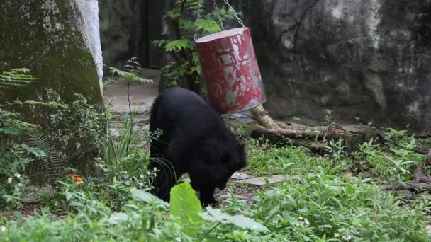 大人のフォルモサブラックベアは 食べるための食品容器と遊ぶ ウルス ティベタヌス フォルモサヌスが動物園ダンで食物を探す — ストック動画