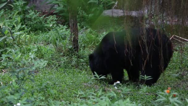 Взрослый Черный Медведь Формозы Идущий Лес Жаркое Лето Урсус Тибетанус — стоковое видео